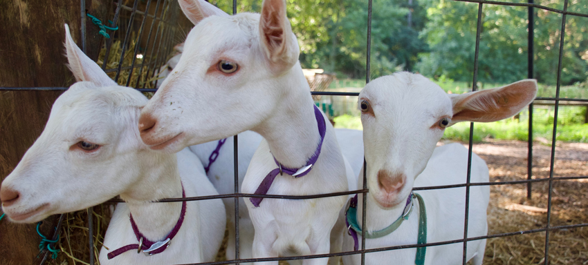 Three goats at Decimal Farms