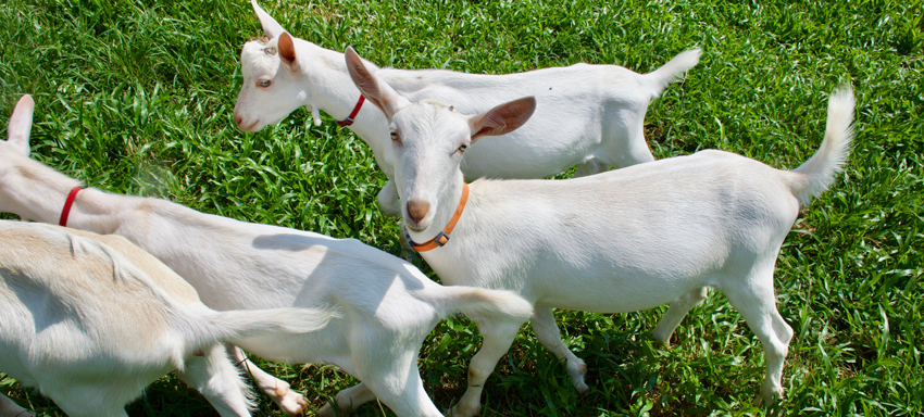 Happy goats in the pasture