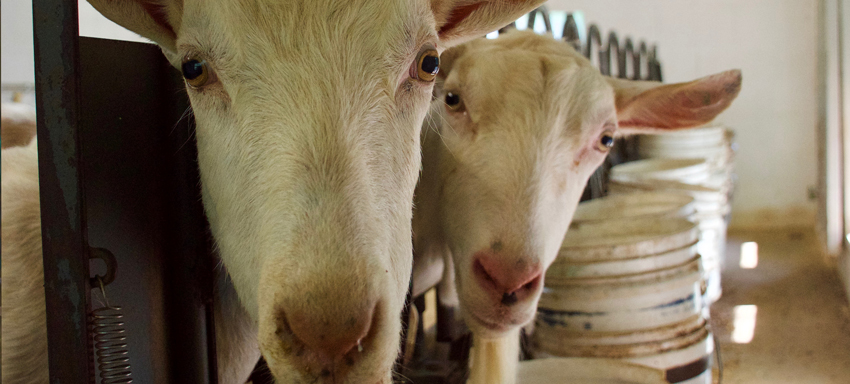 Goats feeding