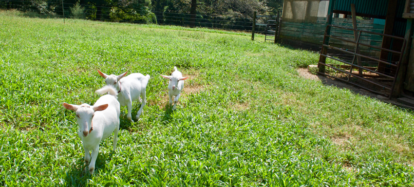 Goats running in the pasture