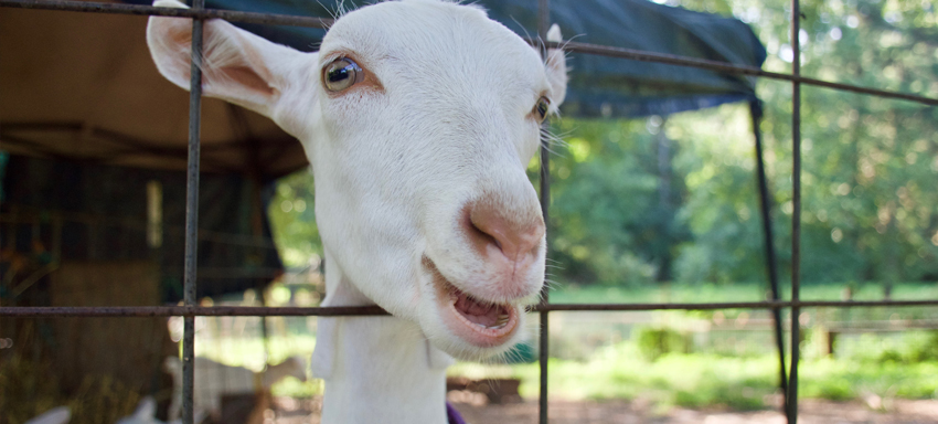 Happy, smiling goat from Decimal Place Farm