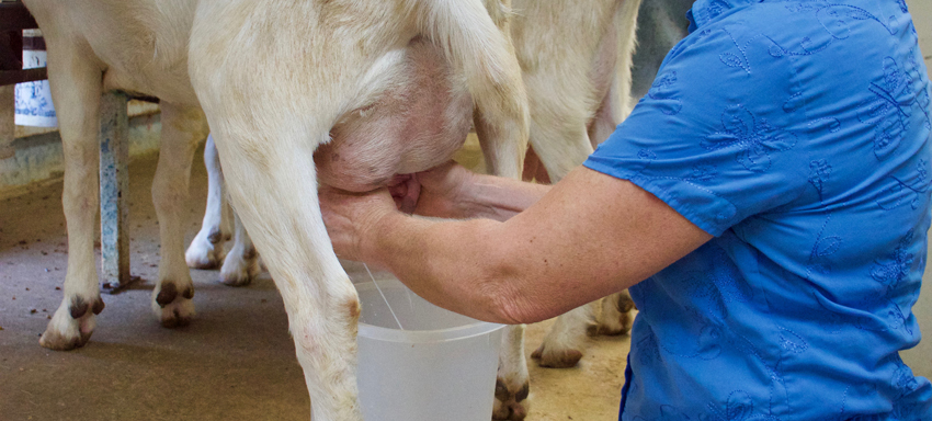 Mary milking a goat