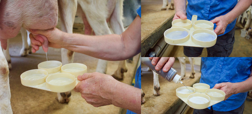 Milking goats process