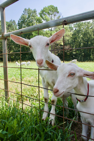 Two adorable goats