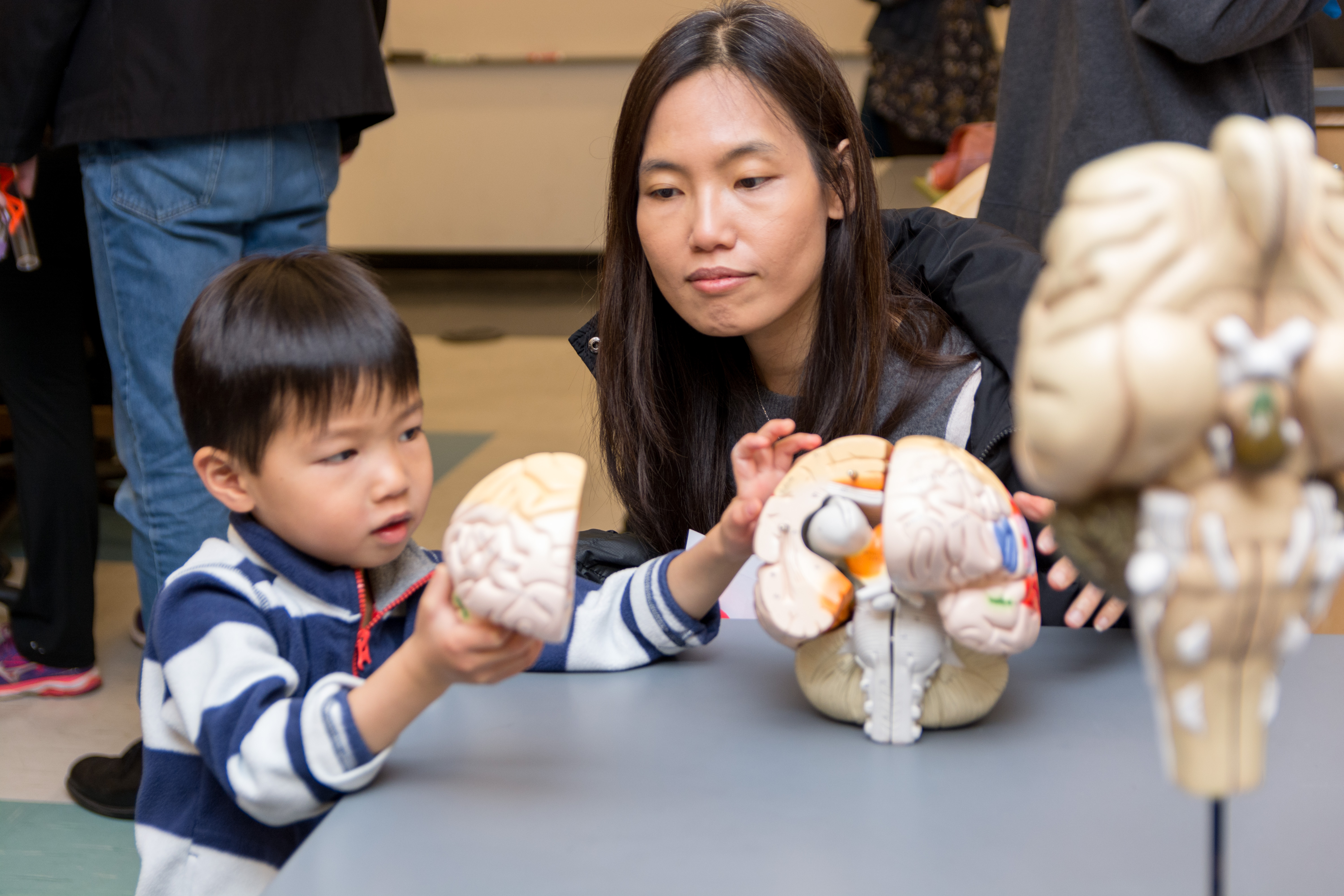 Asian boy with mother touching a brain model at the Atlanta Science Festival.