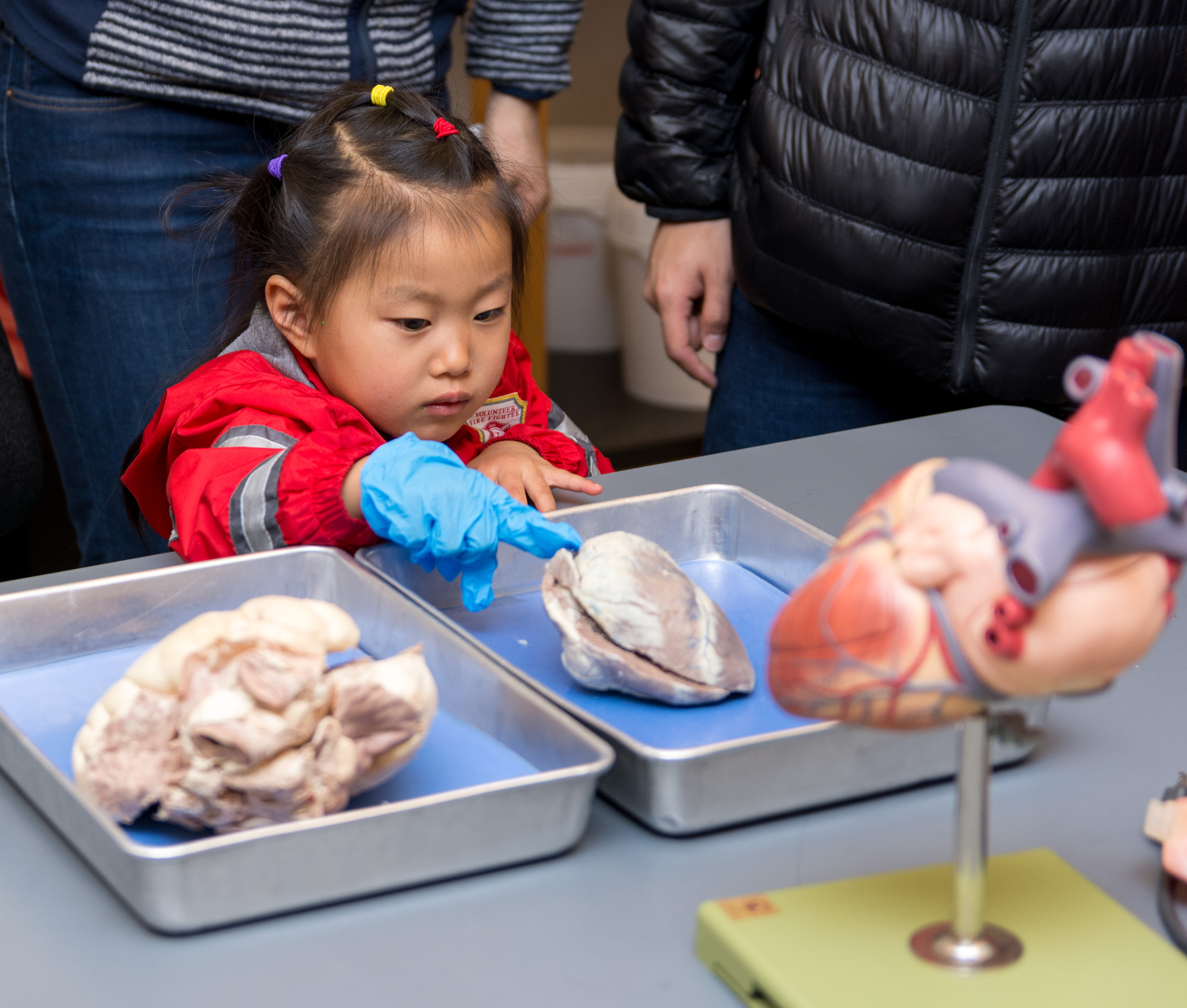 Young asian girl touching organs during the Atlanta Science Festival