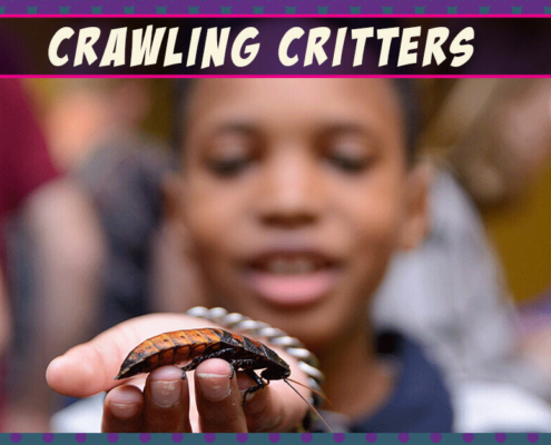 Crawling Critters - kid holding a bug