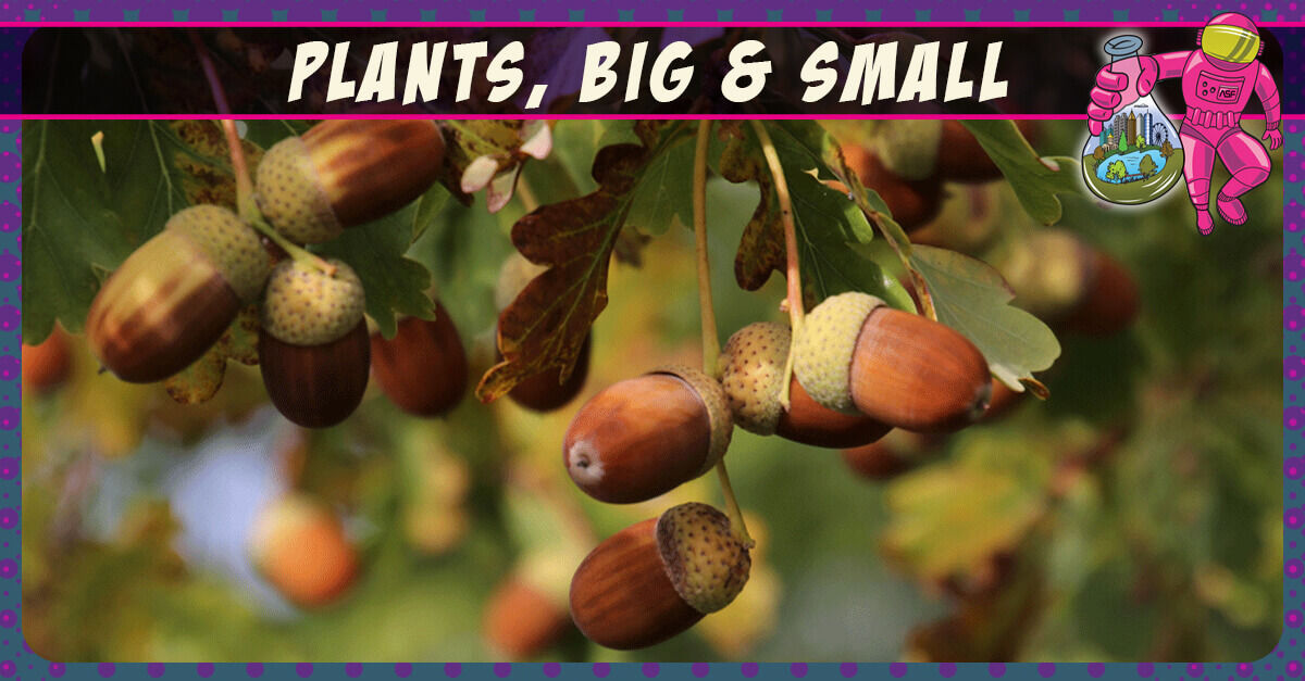 Plants Big and Small - acorns on a tree