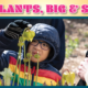 child looking at plants