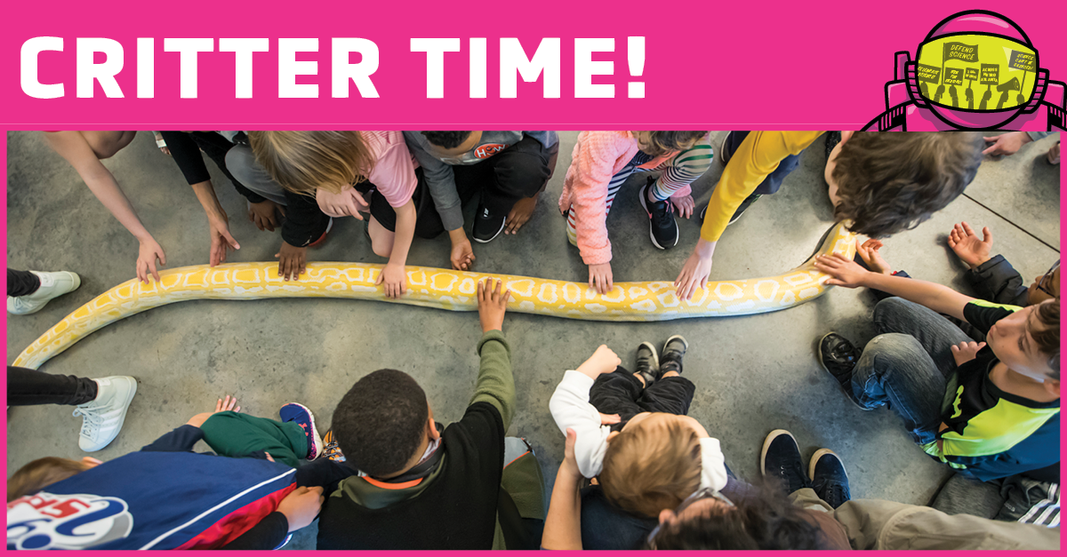 Children touching a large snake